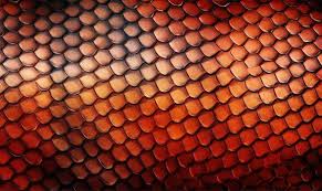 Image result for reptile scales