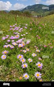 Image result for Aster alpinus