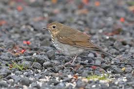 Image result for Catharus ustulatus