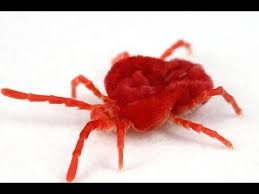 Attēlu rezultāti vaicājumam “Trombidiidae”