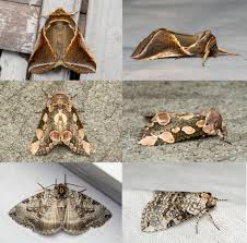 Attēlu rezultāti vaicājumam “Drepanidae”