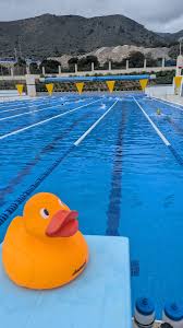 Image result for Grimsby Penguins Swimming Club