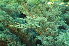 Attēlu rezultāti vaicājumam “Juniperus chinensis”