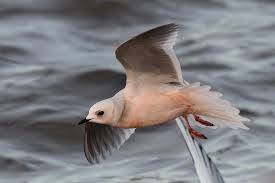 Image result for Rhodostethia rosea