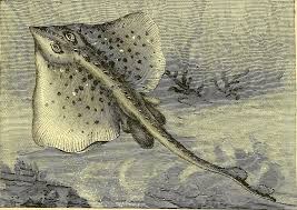 Image result for Raja montagui