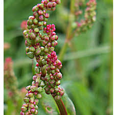 Attēlu rezultāti vaicājumam “Rumex acetosa flower”
