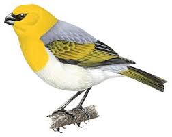 Attēlu rezultāti vaicājumam “Fringillidae”