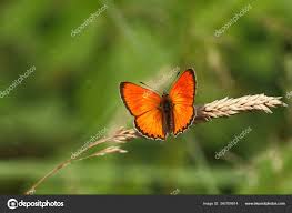 Attēlu rezultāti vaicājumam “Lycaena virgaureae male”