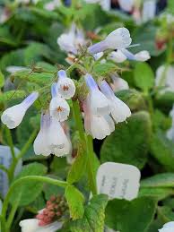 Attēlu rezultāti vaicājumam “Symphytum officinale flower”
