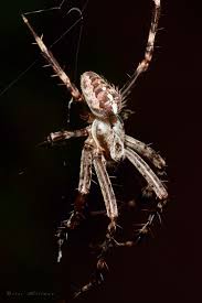 Attēlu rezultāti vaicājumam “Araneus diadematus”