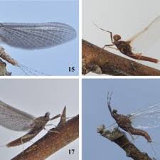 Attēlu rezultāti vaicājumam “Syrphus sp. imago”