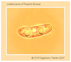 Attēlu rezultāti vaicājumam “Propolis farinosa”