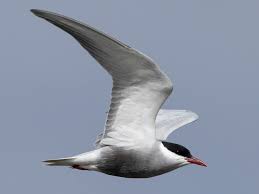 Attēlu rezultāti vaicājumam “Chlidonias hybrida”