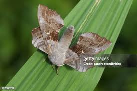 Attēlu rezultāti vaicājumam “Laothoe populi”