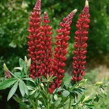 Attēlu rezultāti vaicājumam “Lupinus polyphyllus fruit”