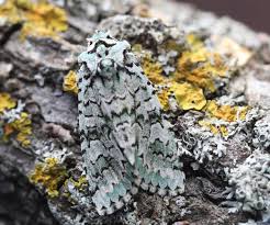 Attēlu rezultāti vaicājumam “Griposia aprilina”