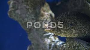 Image result for Gymnothorax funebris
