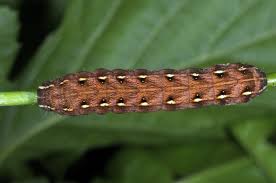 Attēlu rezultāti vaicājumam “Cerastis rubricosa”