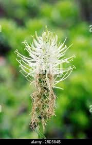 Attēlu rezultāti vaicājumam “Phyteuma spicatum bud”