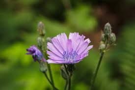 Attēlu rezultāti vaicājumam “Lactuca tatarica flower”