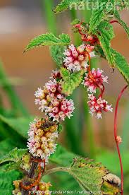 Attēlu rezultāti vaicājumam “Cuscuta europaea flower”
