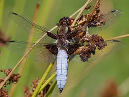 Attēlu rezultāti vaicājumam “Libellula depressa male”