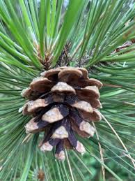 Attēlu rezultāti vaicājumam “Pinus nigra”