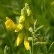 Attēlu rezultāti vaicājumam “Lathyrus pratensis fruit”