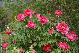 Image result for Pfingstrose