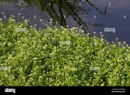 Image result for Brunnenkresse