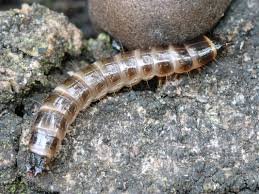 Attēlu rezultāti vaicājumam “Denticollis linearis”