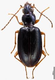 Attēlu rezultāti vaicājumam “Bembidion litorale”