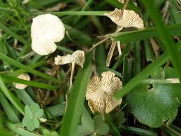 Attēlu rezultāti vaicājumam “Marasmius sp.”