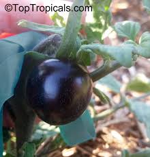 Attēlu rezultāti vaicājumam “Lycopersicon esculentum leaf”