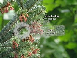 Attēlu rezultāti vaicājumam “Abies alba”