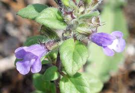 Attēlu rezultāti vaicājumam “Acinos arvensis leaf”