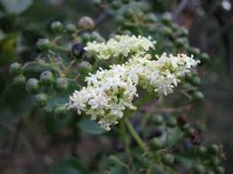Attēlu rezultāti vaicājumam “Sambucus nigra flower”