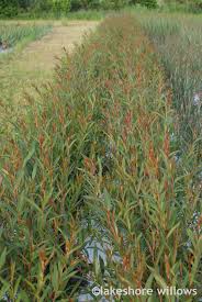 Attēlu rezultāti vaicājumam “Salix fragilis”