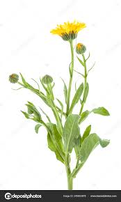 Attēlu rezultāti vaicājumam “Calendula officinalis leaf”