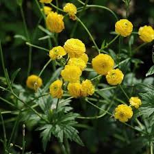 Attēlu rezultāti vaicājumam “Ranunculus acris flower”