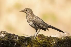 Attēlu rezultāti vaicājumam “Turdus merula juvenile”
