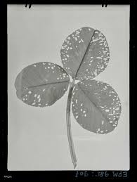 Attēlu rezultāti vaicājumam “Apion sp.”