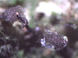 Attēlu rezultāti vaicājumam “Collaria rubens”