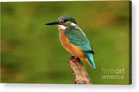 Attēlu rezultāti vaicājumam “Alcedo atthis”