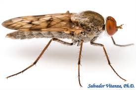 Attēlu rezultāti vaicājumam “Therevidae”