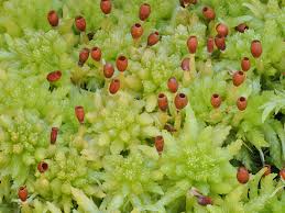 Attēlu rezultāti vaicājumam “Sphagnum”