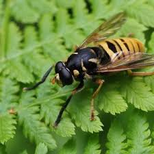 Attēlu rezultāti vaicājumam “Temnostoma vespiforme”