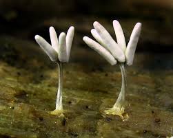 Attēlu rezultāti vaicājumam “Arcyria cinerea young”