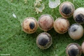 Attēlu rezultāti vaicājumam “Pentatomidae eggs”