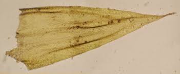 Attēlu rezultāti vaicājumam “Brachythecium campestre”